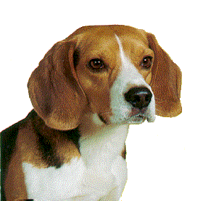 Beagles dog graphics