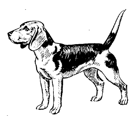 Beagles dog graphics