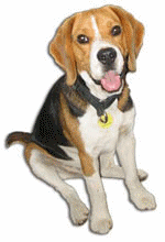 Beagles dog graphics