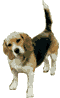 Beagles dog graphics