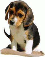 Beagles dog graphics