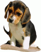 Beagles