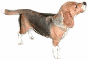 Beagles dog graphics