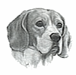 Beagles dog graphics