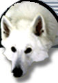 Berger blanc suisse dog graphics