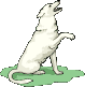 Berger blanc suisse dog graphics