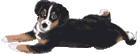 Bernese mountain dog dog graphics