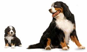 Bernese mountain dog dog graphics