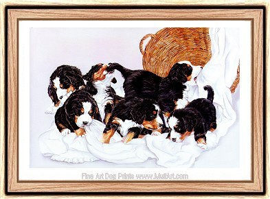 Bernese mountain dog dog graphics