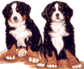 Bernese mountain dog