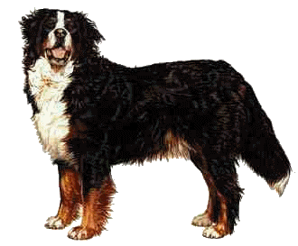 Bernese mountain dog dog graphics