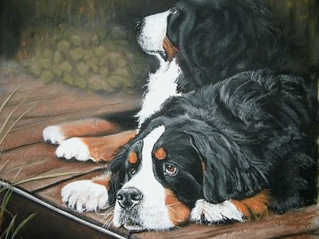 Bernese mountain dog dog graphics