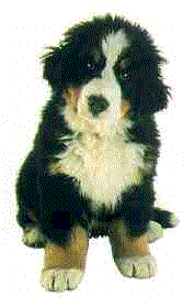 Bernese mountain dog dog graphics