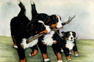 Bernese mountain dog dog graphics