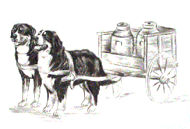 Bernese mountain dog dog graphics