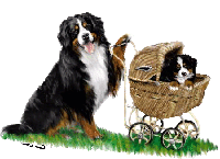 Bernese mountain dog dog graphics