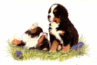 Bernese mountain dog dog graphics