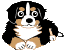 Bernese mountain dog dog graphics