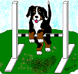 Bernese mountain dog dog graphics