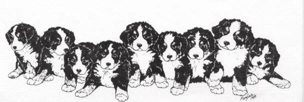 Bernese mountain dog dog graphics