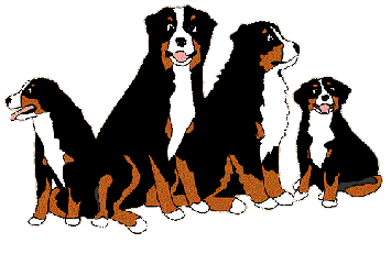 Bernese mountain dog dog graphics