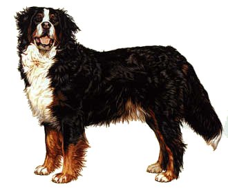 Bernese mountain dog dog graphics