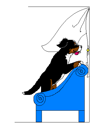 Bernese mountain dog