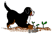 Bernese mountain dog dog graphics