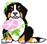 Bernese mountain dog dog graphics