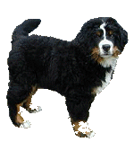 Bernese mountain dog dog graphics