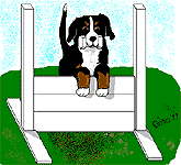 Bernese mountain dog dog graphics