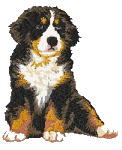 Bernese mountain dog dog graphics