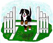 Bernese mountain dog dog graphics