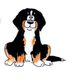 Bernese mountain dog