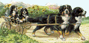 Bernese mountain dog