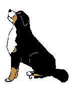 Bernese mountain dog dog graphics