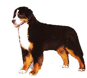 Bernese mountain dog dog graphics