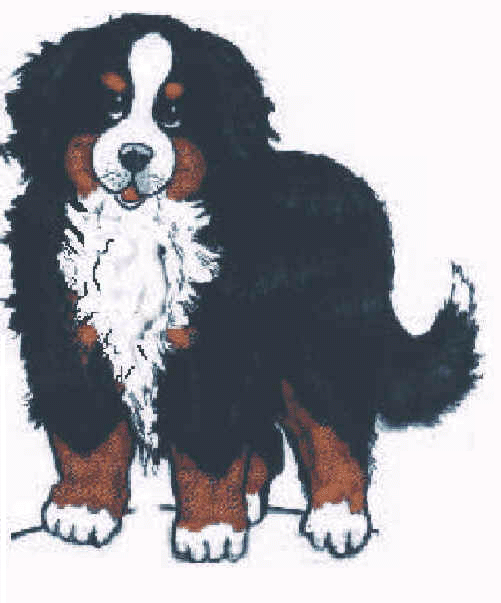 Bernese mountain dog dog graphics