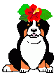 Bernese mountain dog