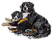 Bernese mountain dog dog graphics