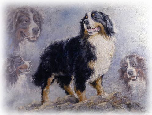 Bernese mountain dog dog graphics