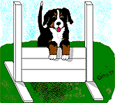 Bernese mountain dog dog graphics