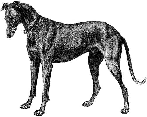 Black white dogs dog graphics