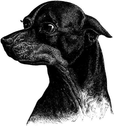 Black white dogs dog graphics