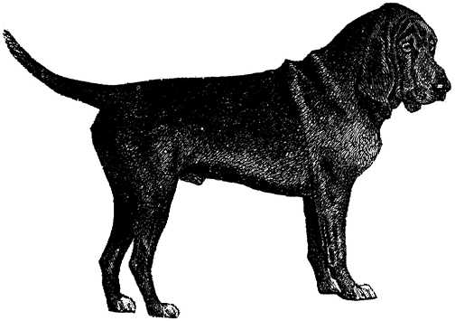 Black white dogs dog graphics