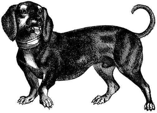 Black white dogs dog graphics