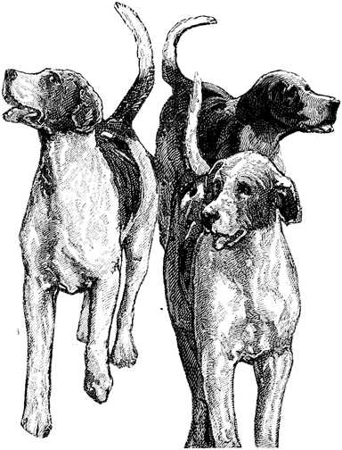 Black white dogs dog graphics