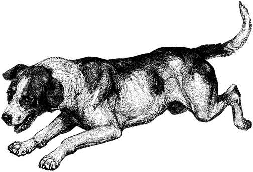 Black white dogs dog graphics