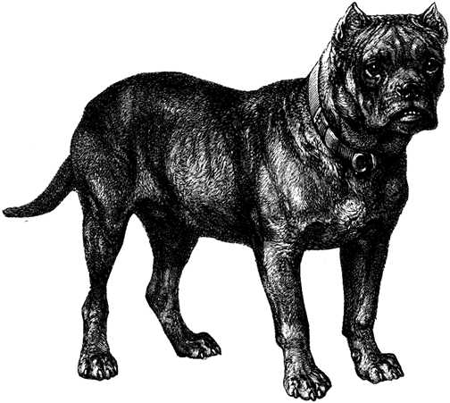 Black white dogs dog graphics