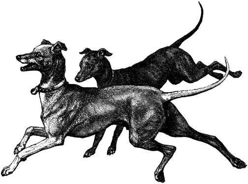 Black white dogs dog graphics